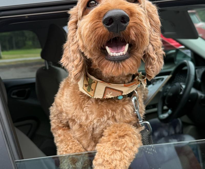 A golden doodle dog looks out of a car window