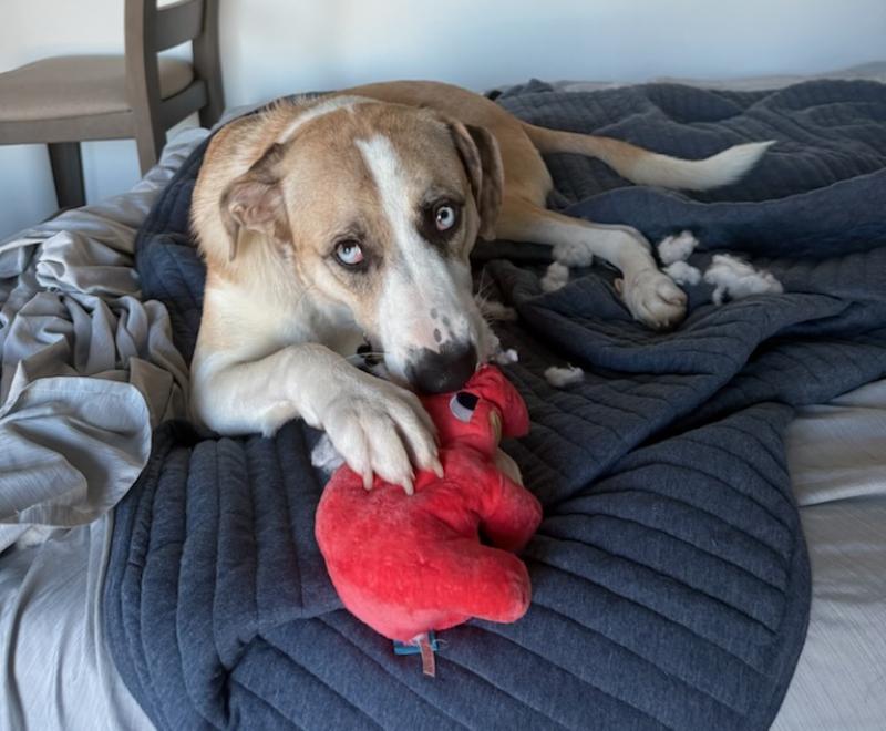 a brown and white dog laying on a blue bed with a red stuffed toy