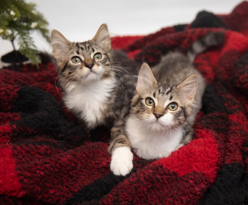 Two tabby and white kittens on a red and black blanket beside a small Christmas tree