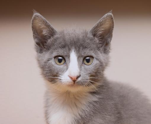 Grey and White kitten