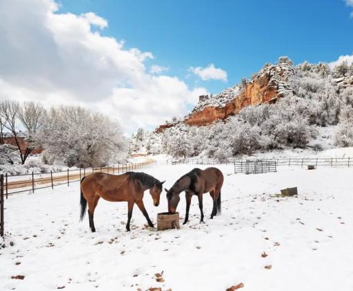 Two horses beside a bucket outside in a snow-covered Angel Canyon