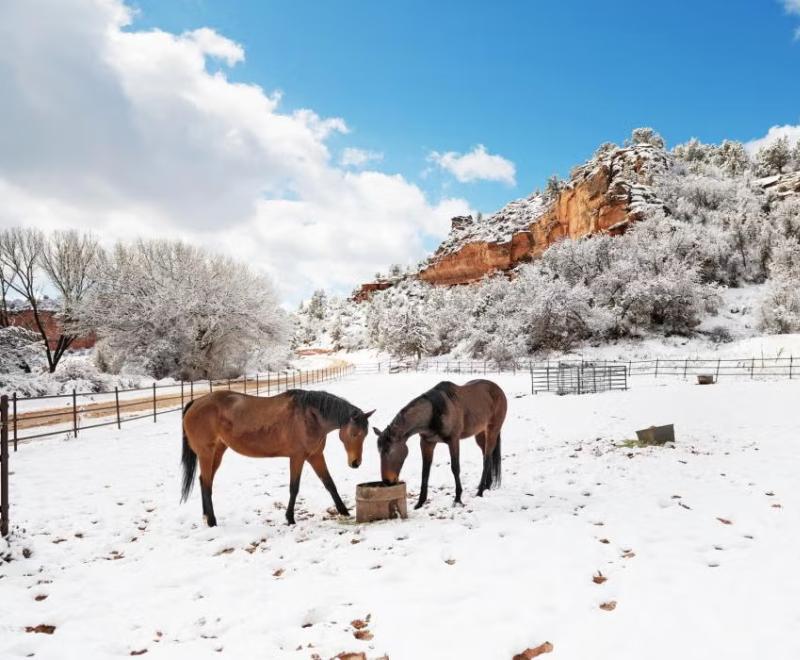Two horses beside a bucket outside in a snow-covered Angel Canyon