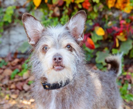 Small dog in fall leaves