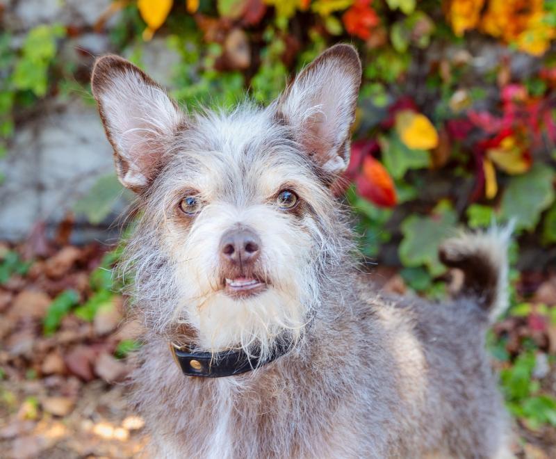 Small dog in fall leaves