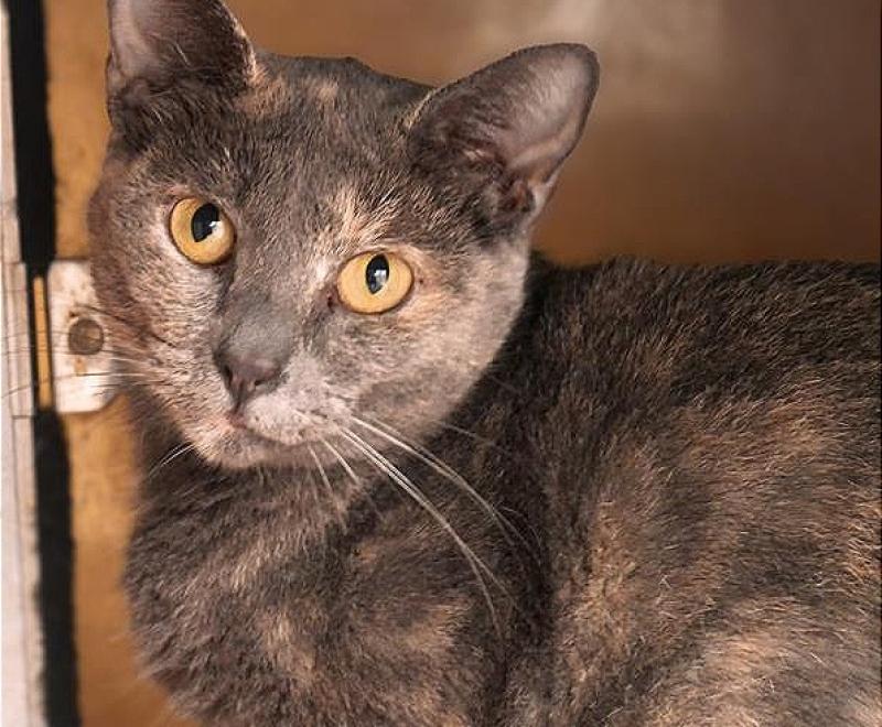 A dilute tortoiseshell cat with gold eyes 