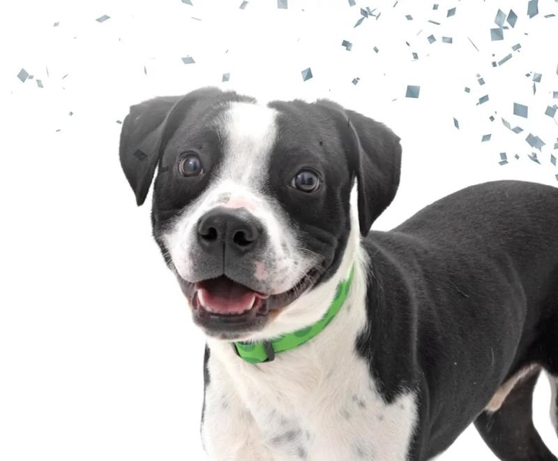 Black and white dog with confetti falling 
