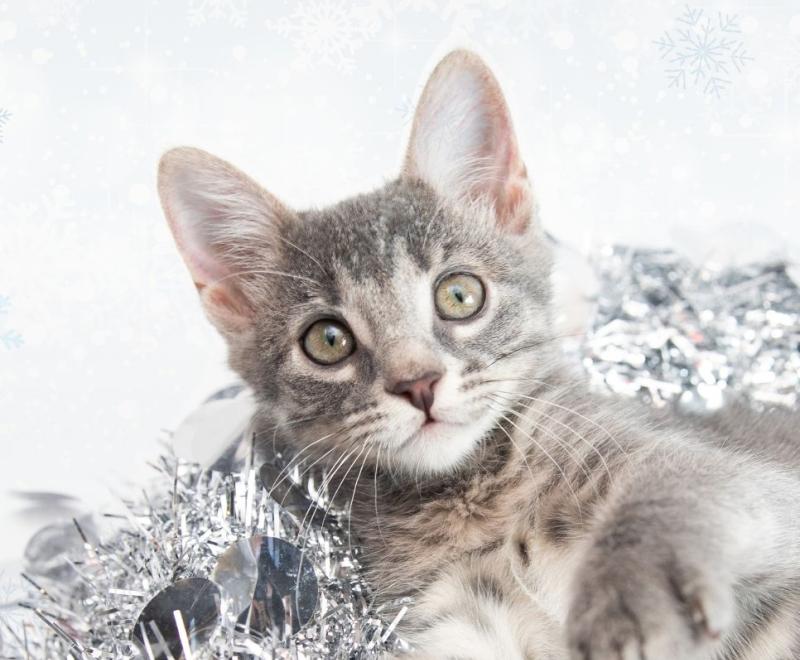 Light tabby kitten on silver wrapping paper