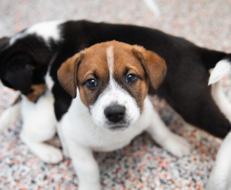 Brown and white puppy looking at camera while black and white puppy jumps on them