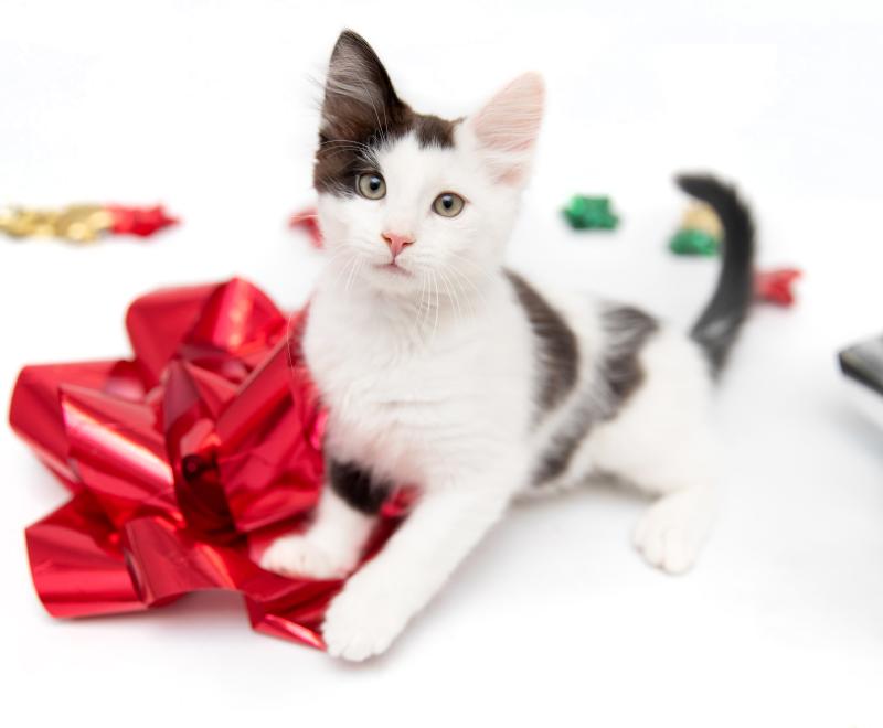 Kitten with a red holiday bow