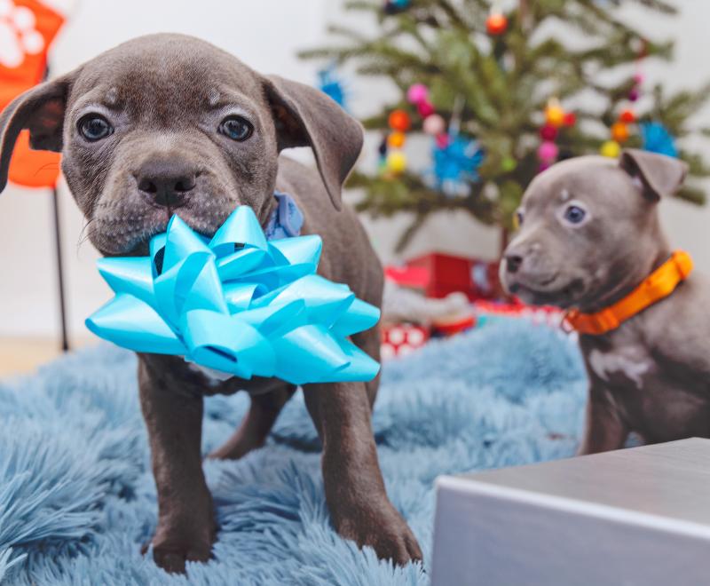 a gray puppy holds a light blue bow in its mouth with a Christmas tree and another gray puppy in the background