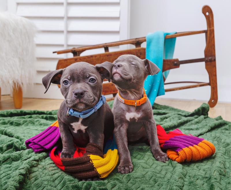 Two puppies on a blanket next to a sled