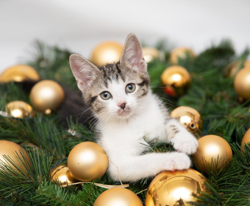 Kitten in a wreath with ornaments