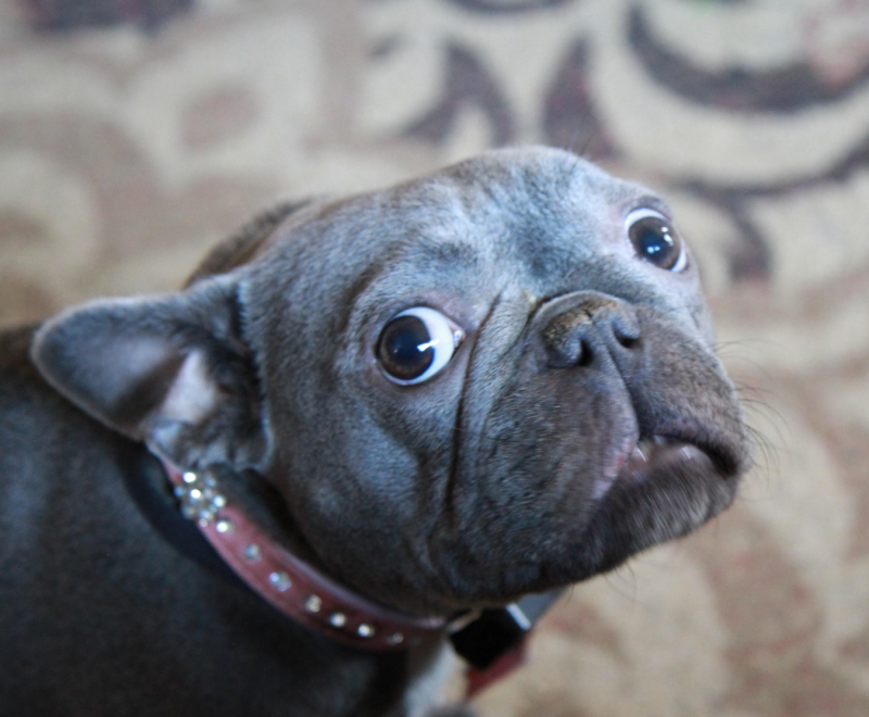 A gray Frenchie looks nervously upward
