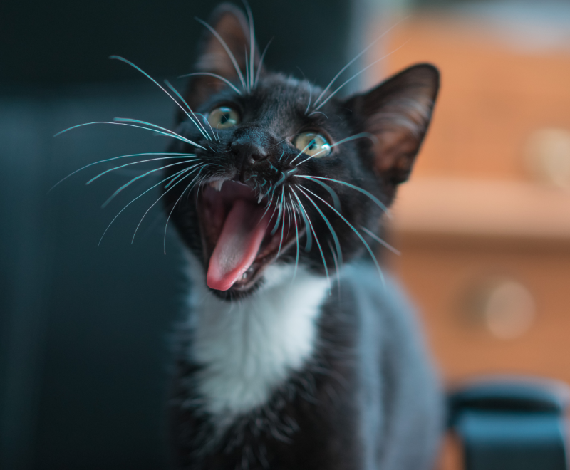 A black and white tuxedo kitten with their mouth wide open