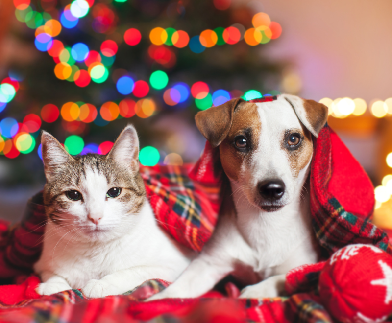 A dog and cat wrapped in a plaid blanket in front of a Christmas tree
