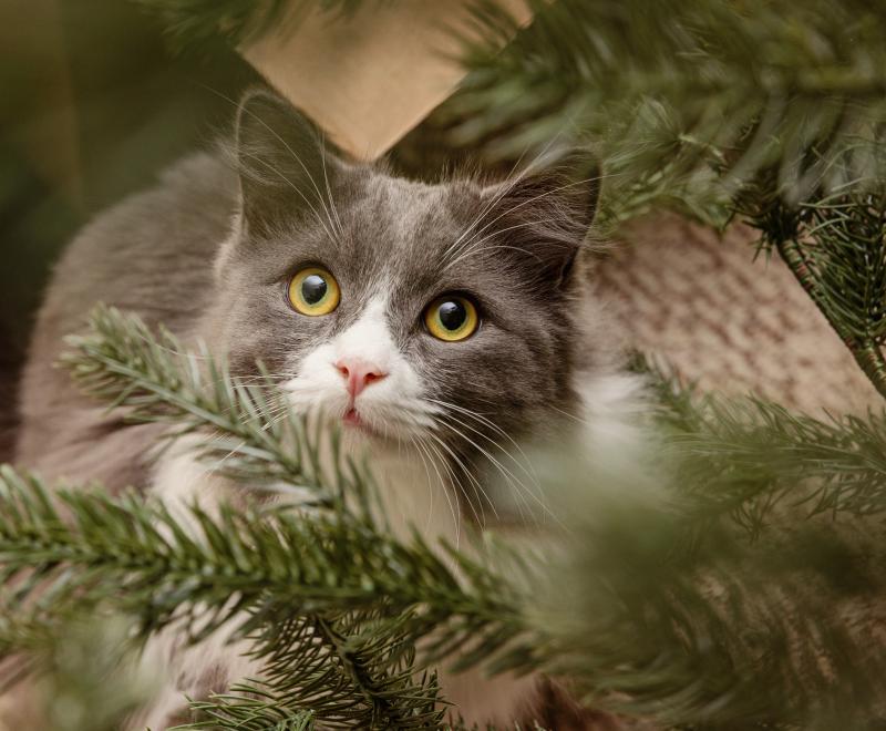 cat under a tree