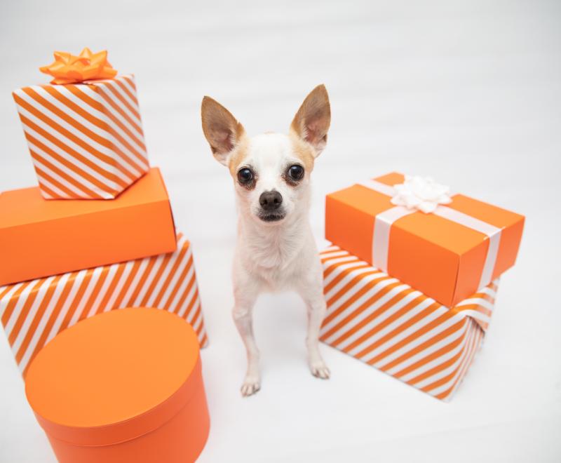 Small dog standing next to a stack of orange gift boxes