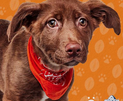 Puppy Bowl Puppy