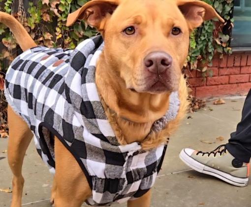 a red dog in a black and white plaid sweater
