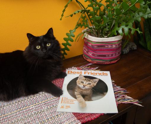 Cat resting on a table with a plant and copy of a "Best Friends" magazine on it
