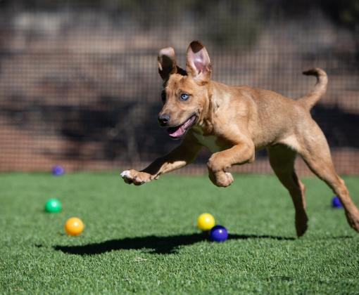 Puppy running in yard with ears flopping