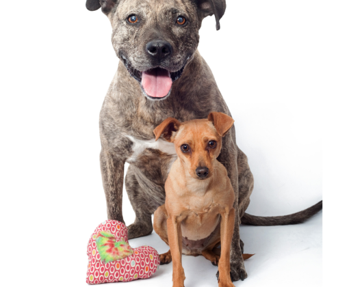 A large dog and a small dog sitting with a stuffed valentine