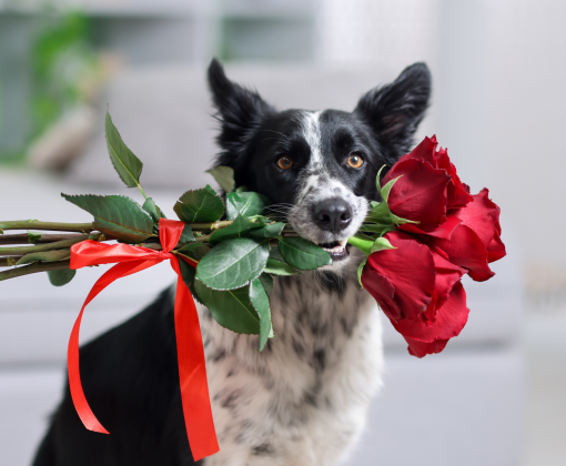 A border collie holds a bouquet of red roses