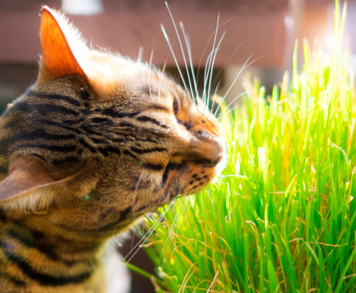 a striped cat nibbles on some rye grass