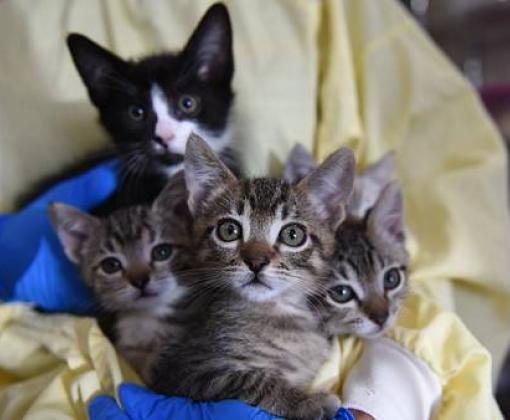 Kittens being held in veterinary setting