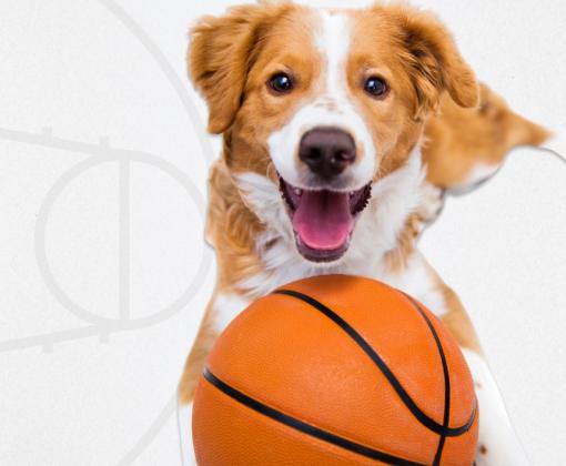 Dog and basketball