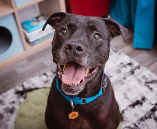 Black Dog smiling at camera