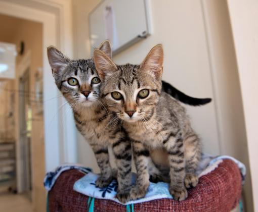 Two cats standing side-by-side in a cozy cat bed