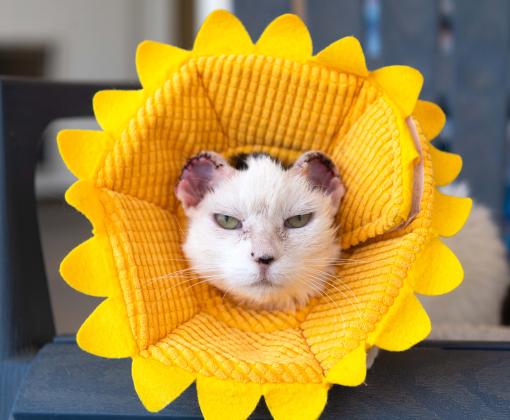 Cat resting in a chair while wearing a veterinary cone that looks like a flower