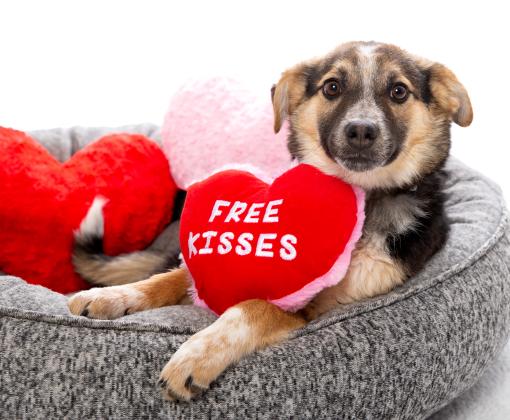 dog with valentine heart