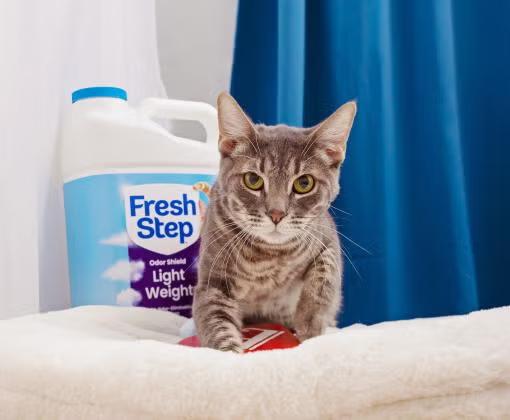 Gray cat in front of a jug of Fresh Step cat litter