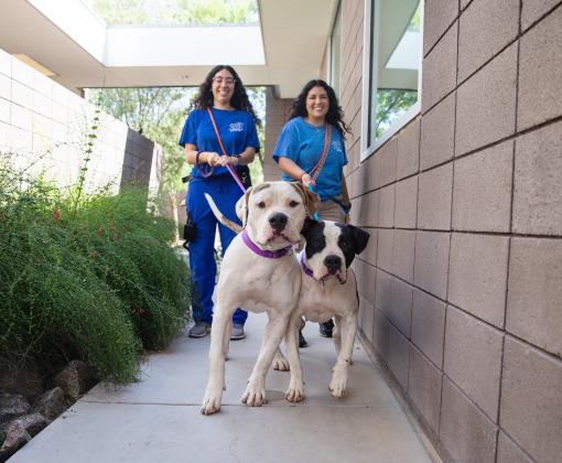 Staff walks dogs at Pima Animal Care Center, a Best Friends Network Partner