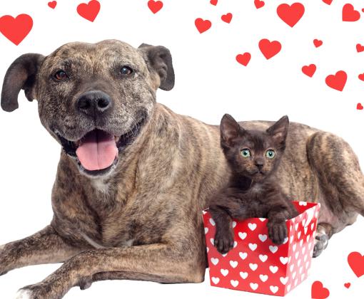 Kitten and dog with hearts