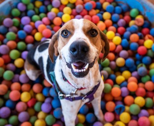 Dog in pool of balls