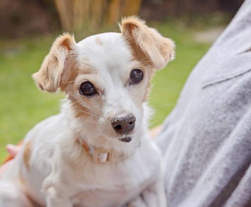 Small dog sitting on a person's lap. Remember a special canine with dog memorial gifts.