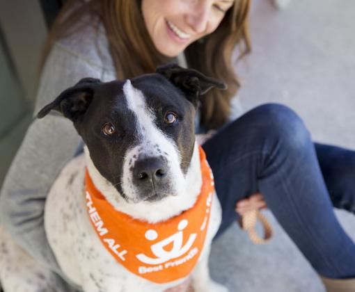 Dog with orange bandana