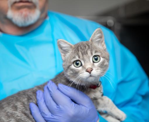 Cat in a veterinary setting