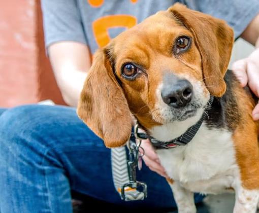 Person sitting on a step with a dog