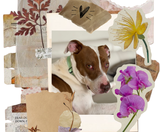 A collage of paper, flowers, and a photo of a dog