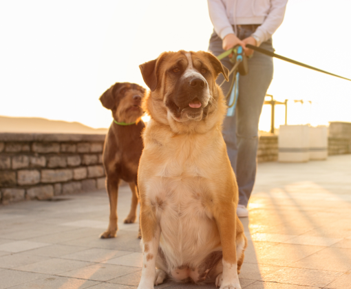 A woman stands behind two dogs on leashes