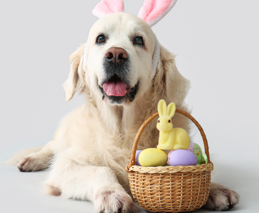 A dog wearing bunny ears sits in front of an Easter basket