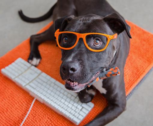 Black dog with orange glasses at a computer keyboard