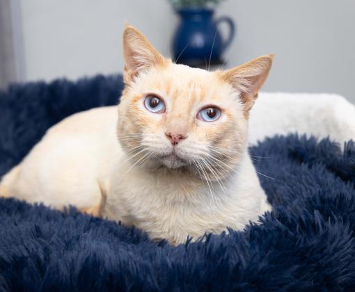 Cat on a cozy blanket. Remember a special feline with cat memorial gifts.