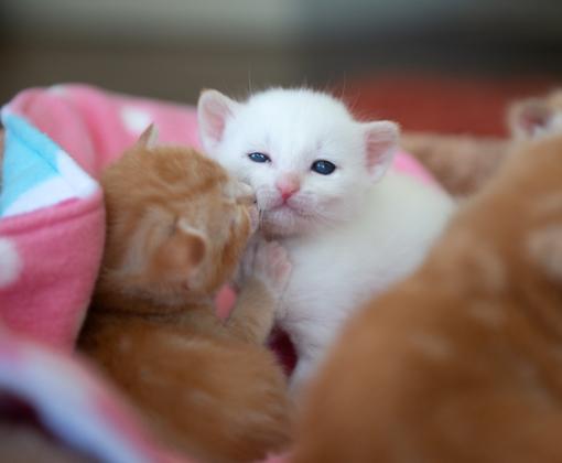 kitten kissing another kitten