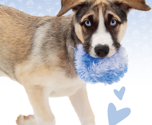 dog with a toy in its mouth 