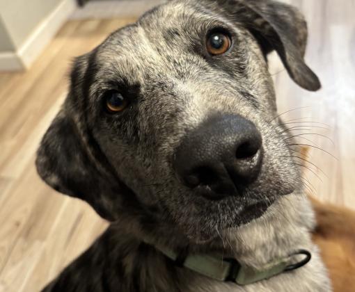 a gray merle dog with a soulful gaze.